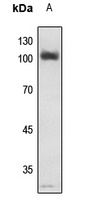 NF-kappaB p105 (Phospho-S907) Rabbit Polyclonal Antibody