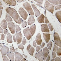 Neuromedin U Rabbit Polyclonal Antibody