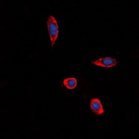 GPR86 Rabbit Polyclonal Antibody