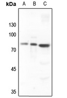 SKIL Rabbit Polyclonal Antibody