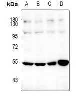SOX9 Antibody