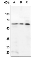 STAM2 Antibody