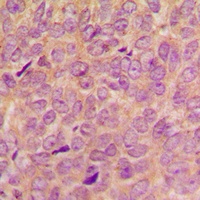 VAV2 (Phospho-Y142) Antibody