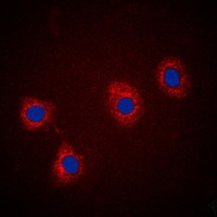 VAV2 (Phospho-Y142) Antibody
