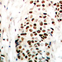 NIPA (Phospho-S354) Antibody