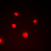 NIPA (Phospho-S354) Antibody