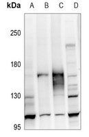 ATP1A2 Rabbit Polyclonal Antibody