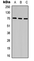 CCDC99 Rabbit Polyclonal Antibody