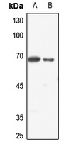 ELF1 Rabbit Polyclonal Antibody