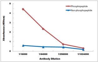 TAK1 (Phospho-T187) Antibody