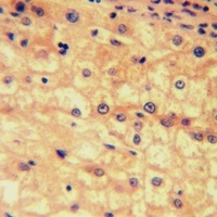 EP2 Rabbit Polyclonal Antibody