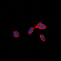 CD137 Rabbit Polyclonal Antibody