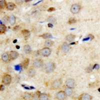 14-3-3 theta/tau (Phospho-S232) Antibody