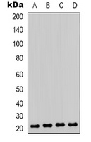 HP1 gamma (Phospho-S93) Antibody
