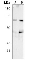 Ku80 (Phospho-T714) Antibody