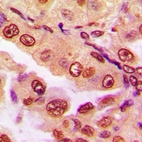 DPF2 Antibody