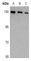 GTF2IRD1 Rabbit Polyclonal Antibody