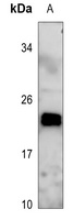 MRPL48 Rabbit Polyclonal Antibody