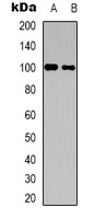 CNTROB Rabbit Polyclonal Antibody