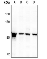 DMGDH Rabbit Polyclonal Antibody