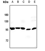 LONP2 Rabbit Polyclonal Antibody