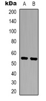 XPLN Rabbit Polyclonal Antibody