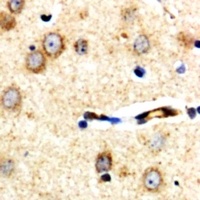 XPLN Rabbit Polyclonal Antibody