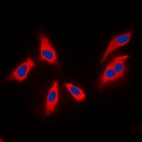 XPLN Rabbit Polyclonal Antibody
