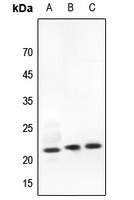 RhoG Rabbit Polyclonal Antibody