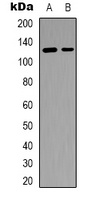 SFRS15 Rabbit Polyclonal Antibody