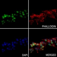 Histone H2A.X (Phospho-S139) Antibody