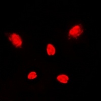 p38 Antibody