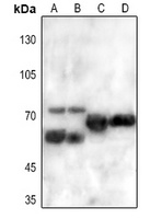 FRS2 Rabbit Polyclonal Antibody