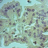Nidogen 1 Rabbit Polyclonal Antibody