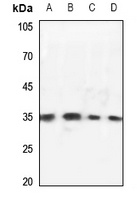 OTUB1 Rabbit Polyclonal Antibody