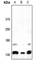 Alpha Fodrin Rabbit Polyclonal Antibody
