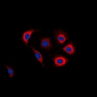 EGFR (Phospho-Y1016) Antibody