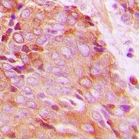 14-3-3 zeta (Phospho-T232) Rabbit Polyclonal Antibody