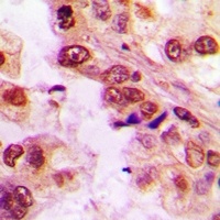ASC-1 Rabbit Polyclonal Antibody