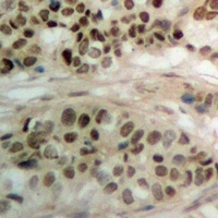 PBOV1 Rabbit Polyclonal Antibody