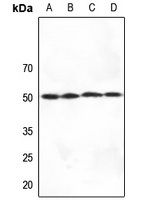 SERINC1 Rabbit Polyclonal Antibody
