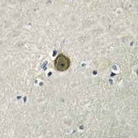 SERINC1 Rabbit Polyclonal Antibody