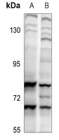 CDC6 Rabbit Polyclonal Antibody