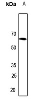 Arylsulfatase I Antibody