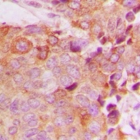 BCAS4 Rabbit Polyclonal Antibody