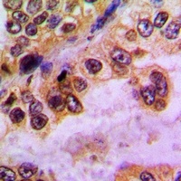 GABRD Rabbit Polyclonal Antibody
