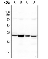 NBPF5 Rabbit Polyclonal Antibody