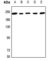 NUMA Rabbit Polyclonal Antibody