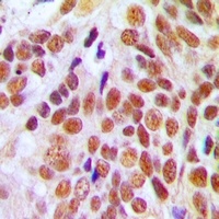 NUMA Rabbit Polyclonal Antibody