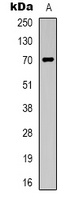 Taurine Transporter Rabbit Polyclonal Antibody